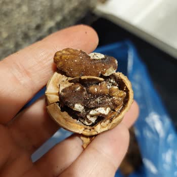 Migros’tan Gelen Çürük Ve Böceklenmiş Ceviz İçin Ücret İadesi Talebi