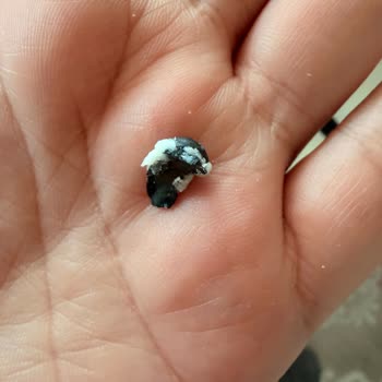 Tarabya Kaşar Peynirinde Taş Parçası: Gıda Güvenliği Endişesi