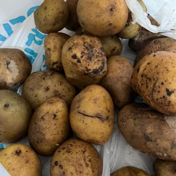 Trendyol GO’da Çürük Patates Teslimatı Şikayetim