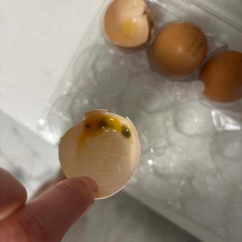 Ali Baba'nın Bahçesi Yumurtanın Küflenmiş Olduğunu Gördüm