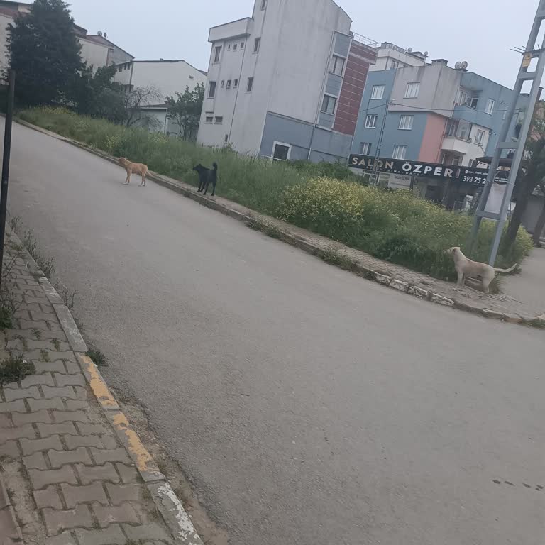 Tuzla Aydınlı Konaşlı Mahallesinde Başıboş Köpekler Çocukları Ve Yaya Güvenliğini Tehdit Ediyor