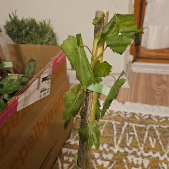 Tüplü Fidan Satışı Yanıltıcı Ve Paketleme Dikkatsiz Ve Ürün Sağlıksız
