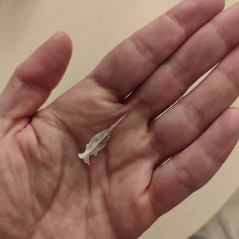 Derya Ton Balığı Konservesinde Kılçık Ve Kalite Kontrol Şikayeti