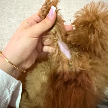 Yavru Patiler Yanlış Cinsiyet Ve Belgesiz Satış Sonrası Büyük Sağlık Ve Maddi Sıkıntı