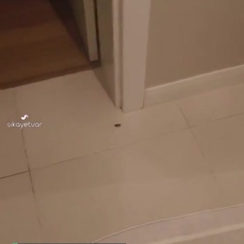 Ispartakule Avrupa 3 Sitesi Hamam Böceği İstilası