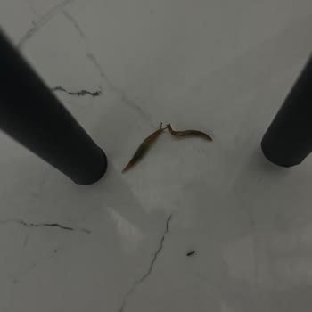 Eti Tutku Paketi İçinde Canlı Solucan Bulunması Hijyen İhlali