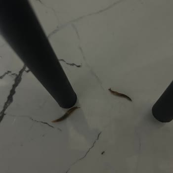 Eti Tutku Paketi İçinde Canlı Solucan Bulunması Hijyen İhlali
