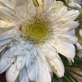 Beyaz Gerbera Buketi Solmuş Ve Görselden Farklı