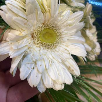 Beyaz Gerbera Buketi Solmuş Ve Görselden Farklı