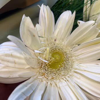 Beyaz Gerbera Buketi Solmuş Ve Görselden Farklı
