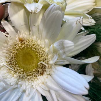 Beyaz Gerbera Buketi Solmuş Ve Görselden Farklı