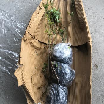 Abelia Fidancılık'tan Yanıltıcı Satış Ve Müşteri Engellemesi