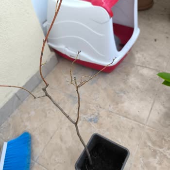Abelia Fidancılık'tan Alınan Yaban Mersini Fidanları Kupkuru Ve Canlılık Gösteremiyor