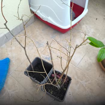 Abelia Fidancılık'tan Alınan Yaban Mersini Fidanları Kupkuru Ve Canlılık Gösteremiyor