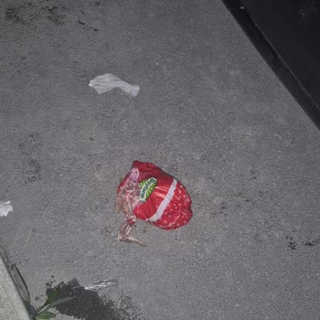 A101 Burdur Şubesinde Son Kullanma Tarihi Geçmiş Tavuk Ürünlerinin Çöp Kutusunda Bulunması