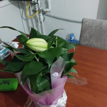 Eskişehir Ve İzmirdeki Çiçeklerin Görünüm Ve Kalite Sorunu