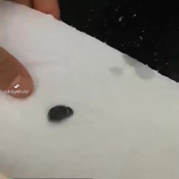 A101 Çekirdeğinde Böcek Çıktı
