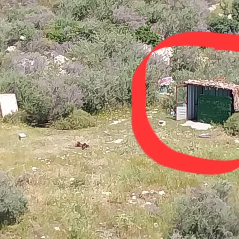Silifke'de İzinsiz Tavuk Kümesi Horoz Gürültüsüyle Uykusuzluk
