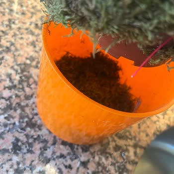 Toprak Yerine Ot Doldurulmuş Çiçek Gönderimi Ve Savunmacı Müşteri Hizmeti
