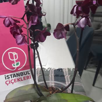 Çürüyen Orkide İçin İade Ve Çözüm Talebi