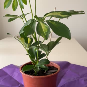 Yanlış Ürün Teslimi Ve Müşteri Hizmetlerinden Cevapsızlık