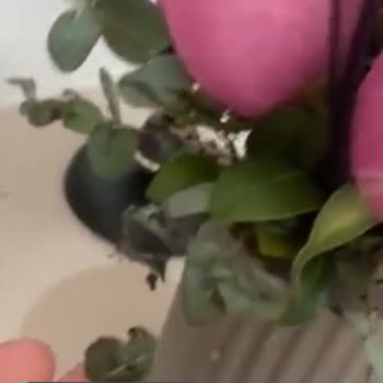 Çiçek Sepeti Siparişin Hali!