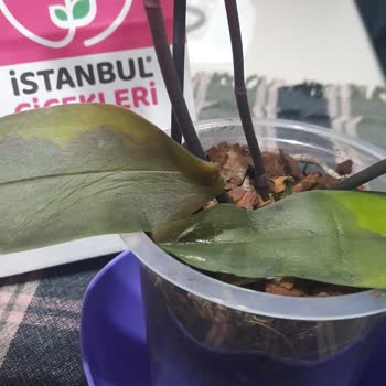 Çürüyen Orkide Hediyesi, İade Talebi