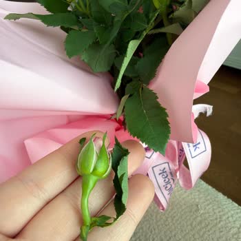 Turuncu Gül Fidanı Yerine Pembe Ve Kırık Çiçek Geldi