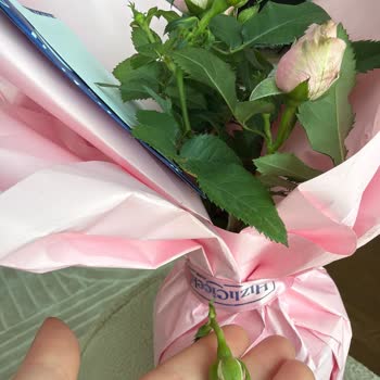 Turuncu Gül Fidanı Yerine Pembe Ve Kırık Çiçek Geldi