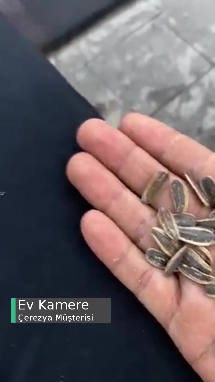Çerezya Çekirdek Kalitesi Çok Kötü! videonun kapak resmi