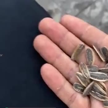Çerezya Çekirdek Kalitesi Çok Kötü!