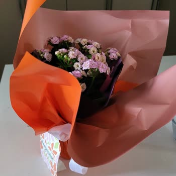 Anneler Günü Hediyesinde Özensiz Paketleme Ve Solgun Bitki
