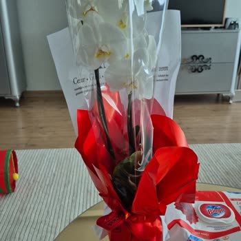 Seçilen Renklerde Orkide Gelmemesi Ve Kurye Tarafından Keyfi Teslim Onayı