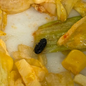 IKEA Ümraniye Restoranında Salata İçindeki Böcek ve Yetersiz Hijyen Açıklaması