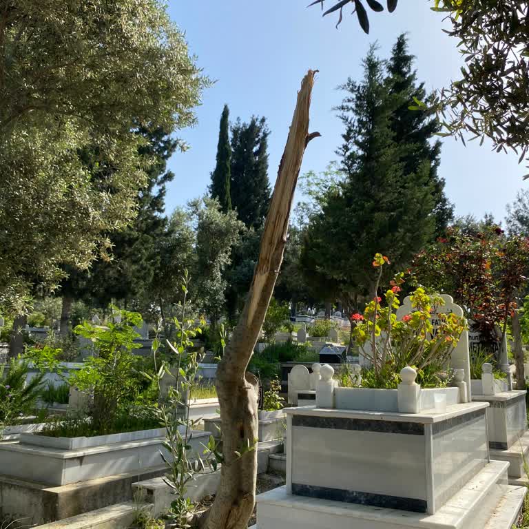 Mezarlıkta Budama Sonrası Zeytin Ağacının Kuruması Ve Düzeltme Talebi