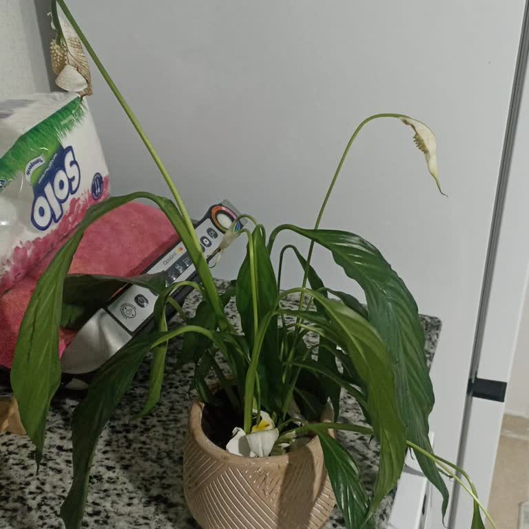 Kuru Toprak Ve Solmuş Çiçeğim İçin Hızlı Değişim Talebim