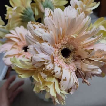 Anneler Günü İçin Sipariş Edilen Gerbera Vazosu Özetsiz Ve Solmuş Geldi