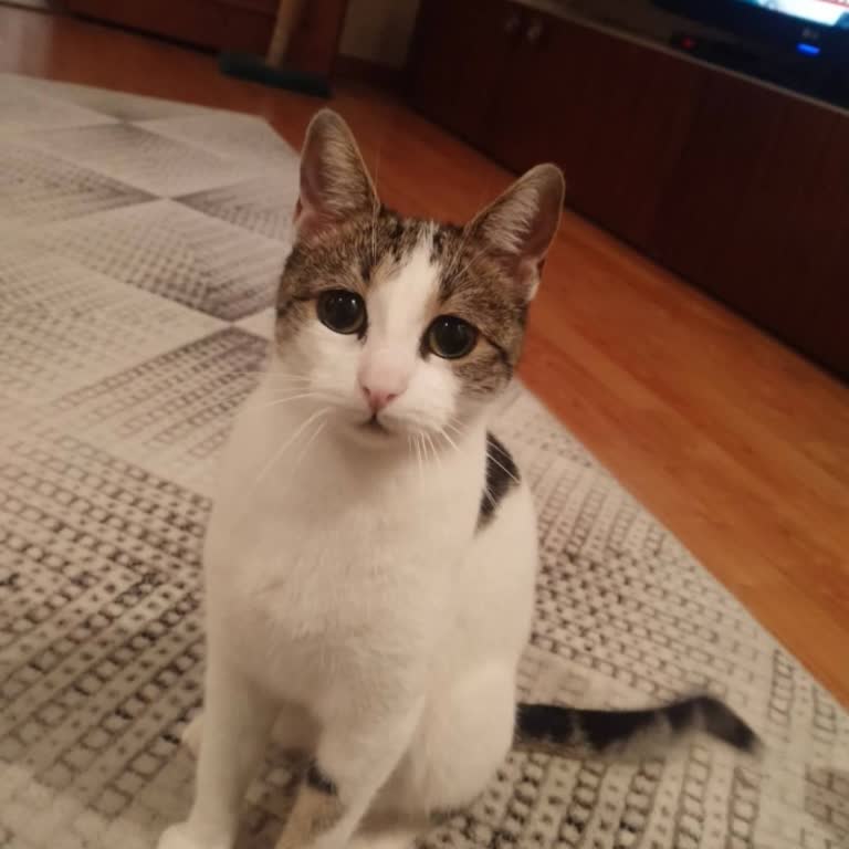 New Veteriner Kliniği (Sefaköy) Kedimin Ölümüne Neden Olan Umursamaz Ve Kaba Yaklaşım