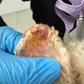 Lucky Paws Pet Otel Köpeğime Zarar Verdi