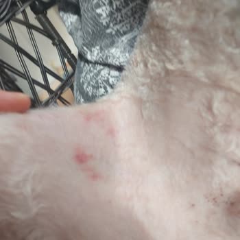 Lucky Paws Pet Otel Köpeğime Zarar Verdi