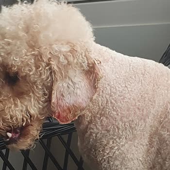 Lucky Paws Pet Otel Köpeğime Zarar Verdi