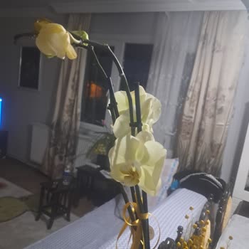 Sipariş Edilen Orkidenin Hasarlı Gelmesi Ve İade İsteği