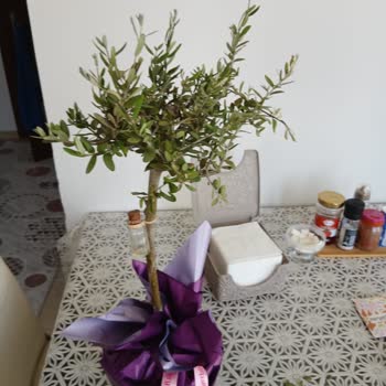 Anneler Günü Çiçeği Yerine İzinsiz Zeytin Fidesi Gönderildi