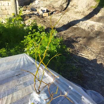 Abelia Fidancılık’tan Eksik Ve Kurumuş Yaban Mersini Fidan Şikayeti