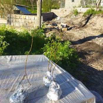 Abelia Fidancılık’tan Eksik Ve Kurumuş Yaban Mersini Fidan Şikayeti