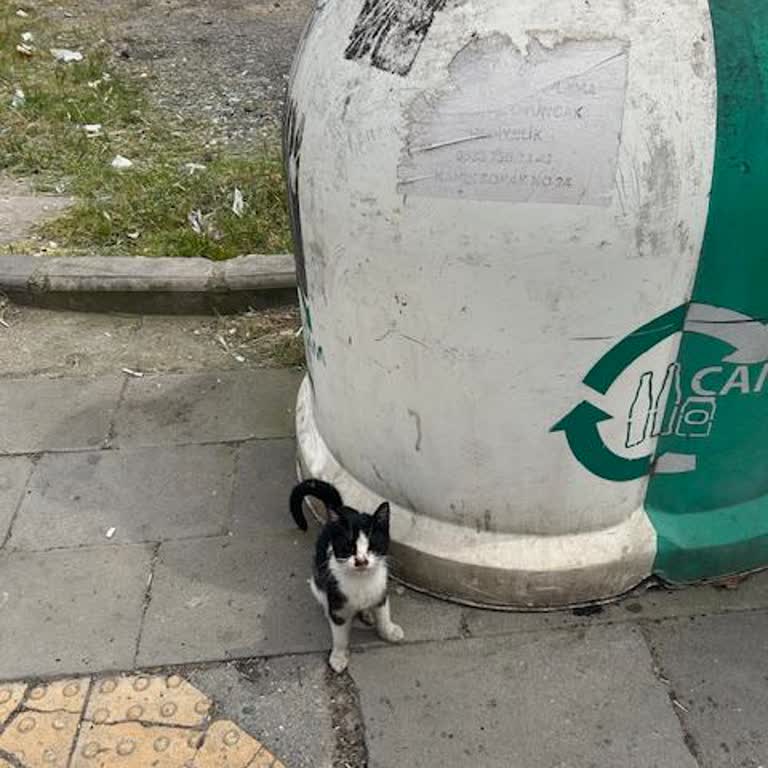 Pendik Belediyesi'nden Acil Kedinin İhbarına Yetersiz Yanıt Ve Kişisel Bilgi Talebi