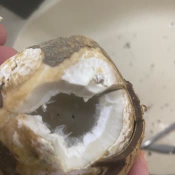 Bozuk Çocuk Yumurtası Ve Küflü Hindistan Cevizi İçin Hızlı Çözüm Talebi