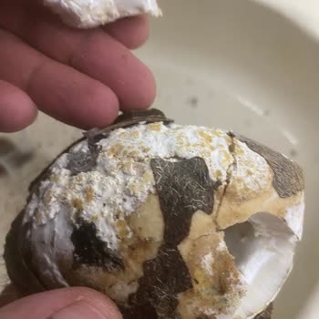 Bozuk Çocuk Yumurtası Ve Küflü Hindistan Cevizi İçin Hızlı Çözüm Talebi
