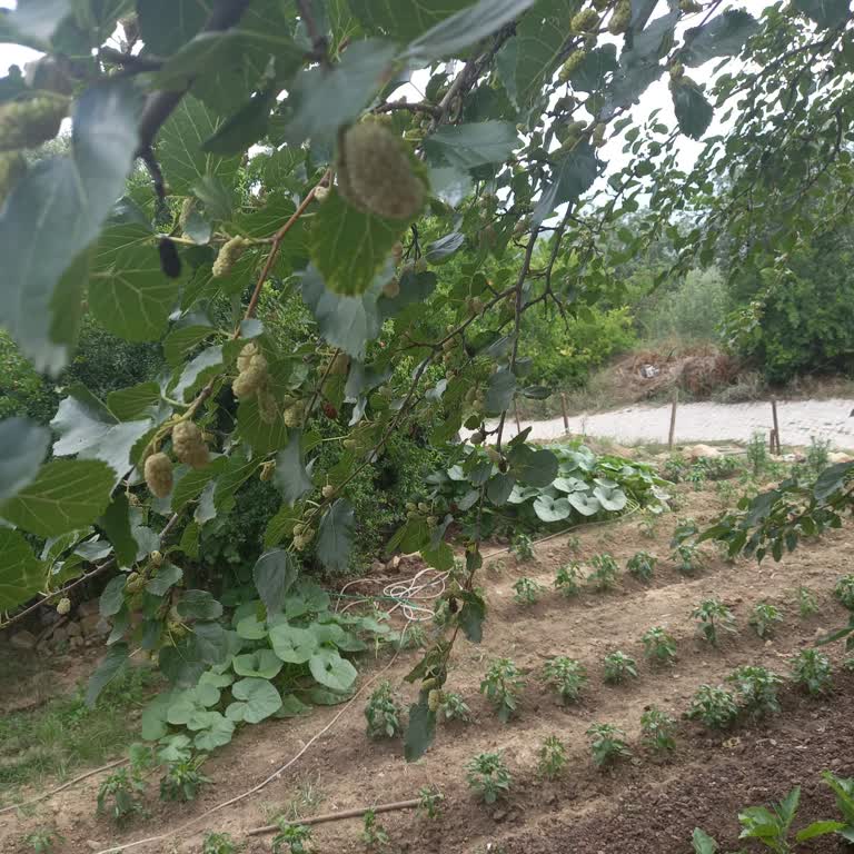 Köy İçinde Aydınlatma Eksikliği Güvenlik Riski Ve Tarımsal Faaliyetleri Etkiliyor