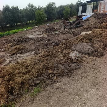 İzinsiz Büyük Hayvan Besiciliği Ve Çevre Kokusundan Şikayet